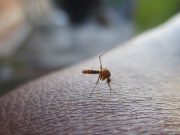 Cómo implementa el Gobierno de Sonora las campañas contra el dengue