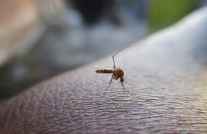 Cómo implementa el Gobierno de Sonora las campañas contra el dengue