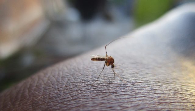 Cómo implementa el Gobierno de Sonora las campañas contra el dengue