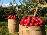Cambio climático daña el suministro de alimentos del mundo