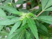 Cannabis en el tratamiento del cáncer infantil: ¿qué dice la ciencia?
