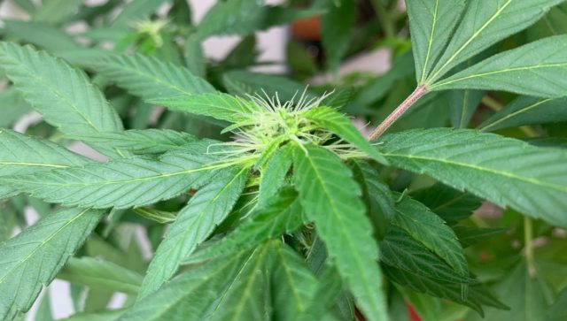 Cannabis en el tratamiento del cáncer infantil: ¿qué dice la ciencia?
