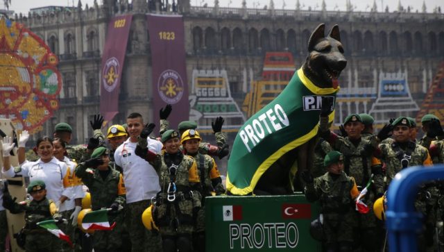 Homenajean a Proteo en Desfile Cívico Militar, héroe canino fallecido en Turquía