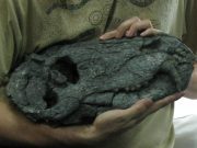 Fósil de 265 millones de años revela al depredador más grande y antiguo de Sudamérica