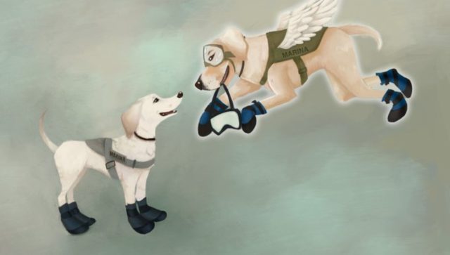 Recordamos a Frida, la perrita rescatista