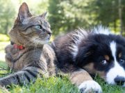 Cómo funciona el programa de bienestar animal implementado por Sonora