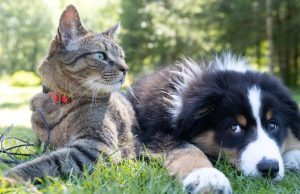 Cómo funciona el programa de bienestar animal implementado por Sonora