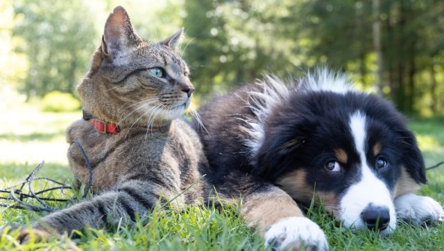 Cómo funciona el programa de bienestar animal implementado por Sonora