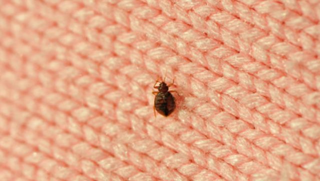 Tres estrategias para identificar la presencia de chinches