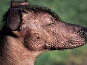 Xoloitzcuintle, pieza fundamental en este Día de Muertos