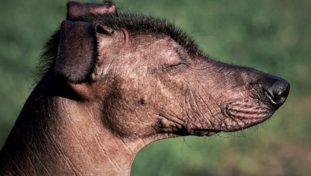 Xoloitzcuintle, pieza fundamental en este Día de Muertos