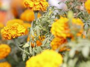 Actividades tradicionales del Día de Muertos para el fin de semana en CDMX