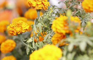 Actividades tradicionales del Día de Muertos para el fin de semana en CDMX