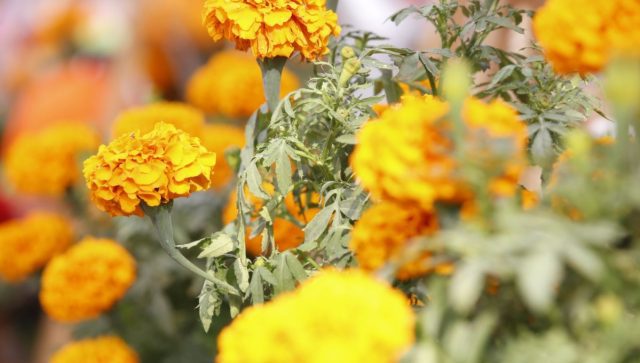Actividades tradicionales del Día de Muertos para el fin de semana en CDMX