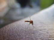 Riesgo de dengue y otras enfermedades en Acapulco tras paso del huracán Otis
