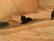 Nacen cachorros de jaguar en el Centro Ecológico de Sonora