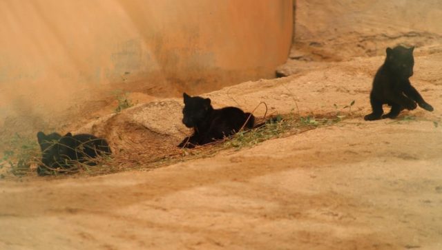 Nacen cachorros de jaguar en el Centro Ecológico de Sonora