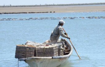Sonora se consolida como líder nacional acuícola: obtiene certificación internacional