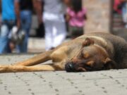 Reformas a la Ley de protección animal en CDMX: Mejoras significativas en 2023