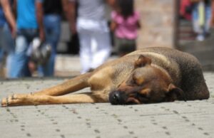 Reformas a la Ley de protección animal en CDMX: Mejoras significativas en 2023