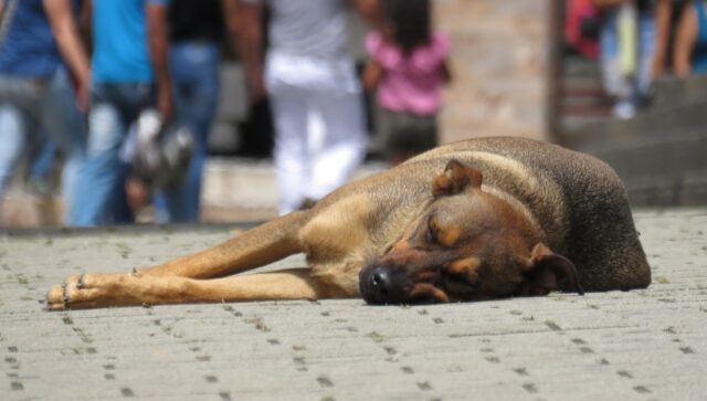Reformas a la Ley de protección animal en CDMX: Mejoras significativas en 2023