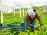 La inflación se reduce al 5.16% en los primeros días de agosto Inflación disminuye en México