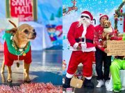Navidogs 2024: El evento para consentir a tu lomito en la CDMX