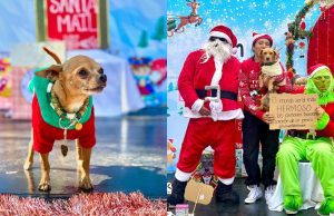 Navidogs 2024: El evento para consentir a tu lomito en la CDMX