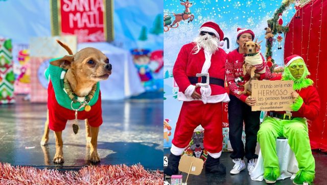 Navidogs 2024: El evento para consentir a tu lomito en la CDMX