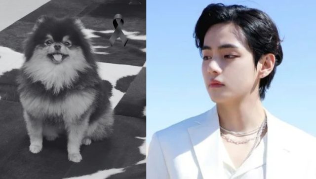 Yeontan, el querido perro de V de BTS, fallece