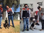 CDMX lanza iniciativa para pagar multas paseando perros