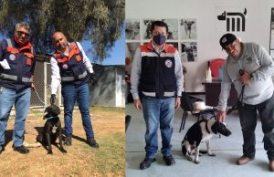 CDMX lanza iniciativa para pagar multas paseando perros