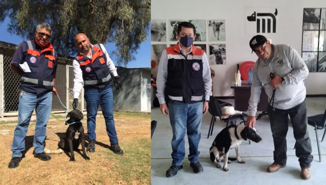 CDMX lanza iniciativa para pagar multas paseando perros