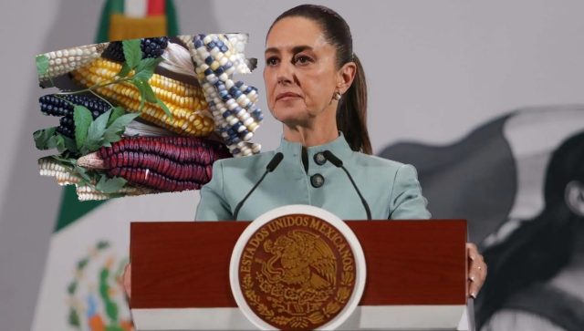 México avanza en la prohibición del maíz transgénico