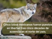 El lobo mexicano vuelve a los territorios donde llevaba más de 50 años de ausencia
