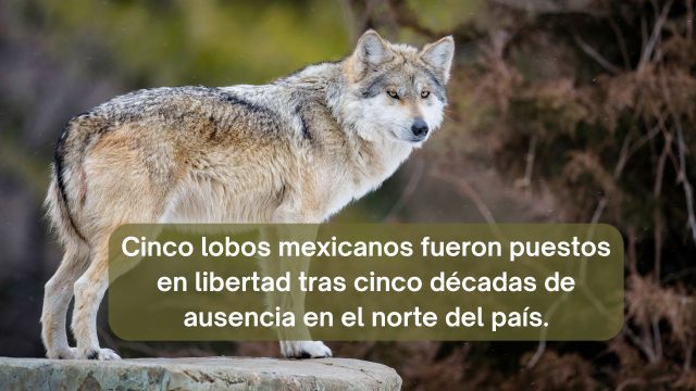 El lobo mexicano vuelve a los territorios donde llevaba más de 50 años de ausencia