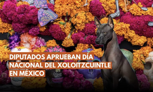 Cámara de Diputados aprueba la creación del Día Nacional del Xoloitzcuintle