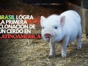 Brasil logra la primera clonación de un cerdo en Latinoamérica