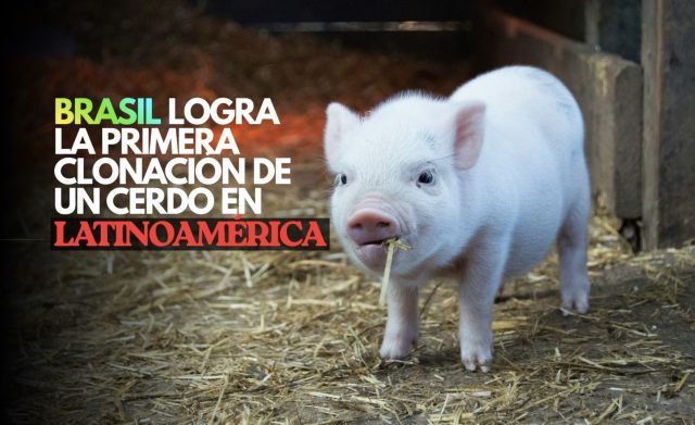 Brasil logra la primera clonación de un cerdo en Latinoamérica
