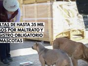 Maltrato a mascotas tendrá multas de hasta 35 mil pesos