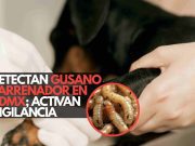 Detectan gusano barrenador en CDMX; activan vigilancia