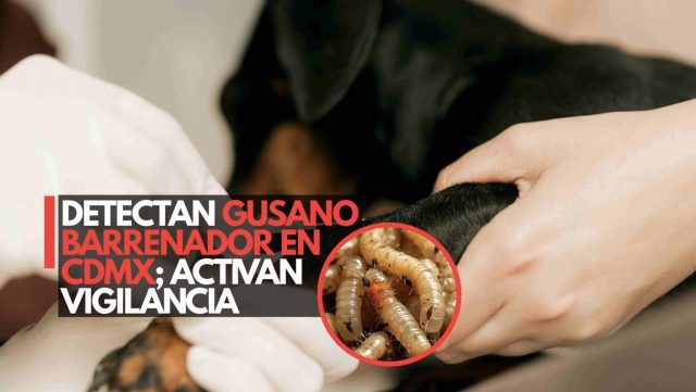 Detectan gusano barrenador en CDMX; activan vigilancia