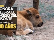 ¡El gigante vuelve a Sonora! Nace primer bisonte en 200 años