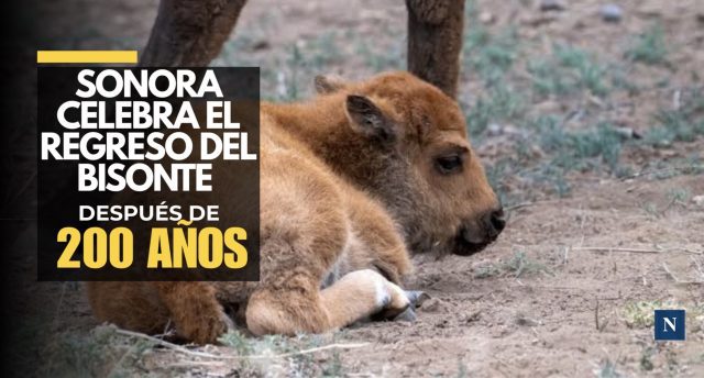 ¡El gigante vuelve a Sonora! Nace primer bisonte en 200 años