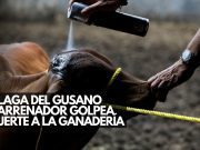 Plaga del gusano barrenador golpea fuerte a la ganadería