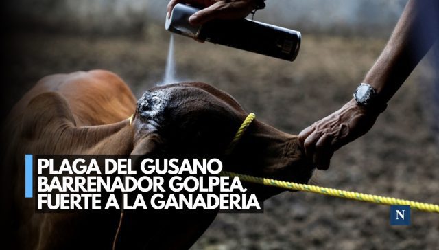 Plaga del gusano barrenador golpea fuerte a la ganadería