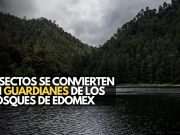 Insectos acuáticos revelan el estado de los bosques del Edomex