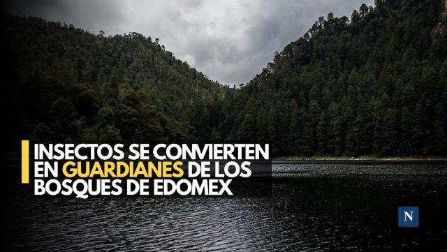 Insectos acuáticos revelan el estado de los bosques del Edomex