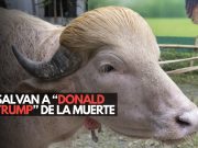 Salvan a “Donald Trump” de la muerte