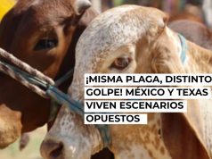 Mosca barrenadora: dos países, dos realidades